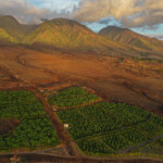 Maui Chocolate Tour