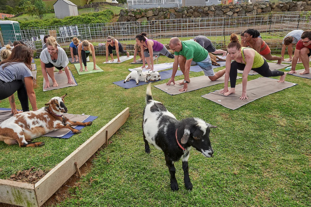 Mauigoatyogadc