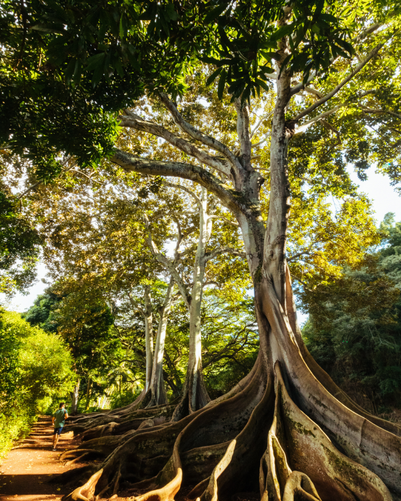 Allertongardentree