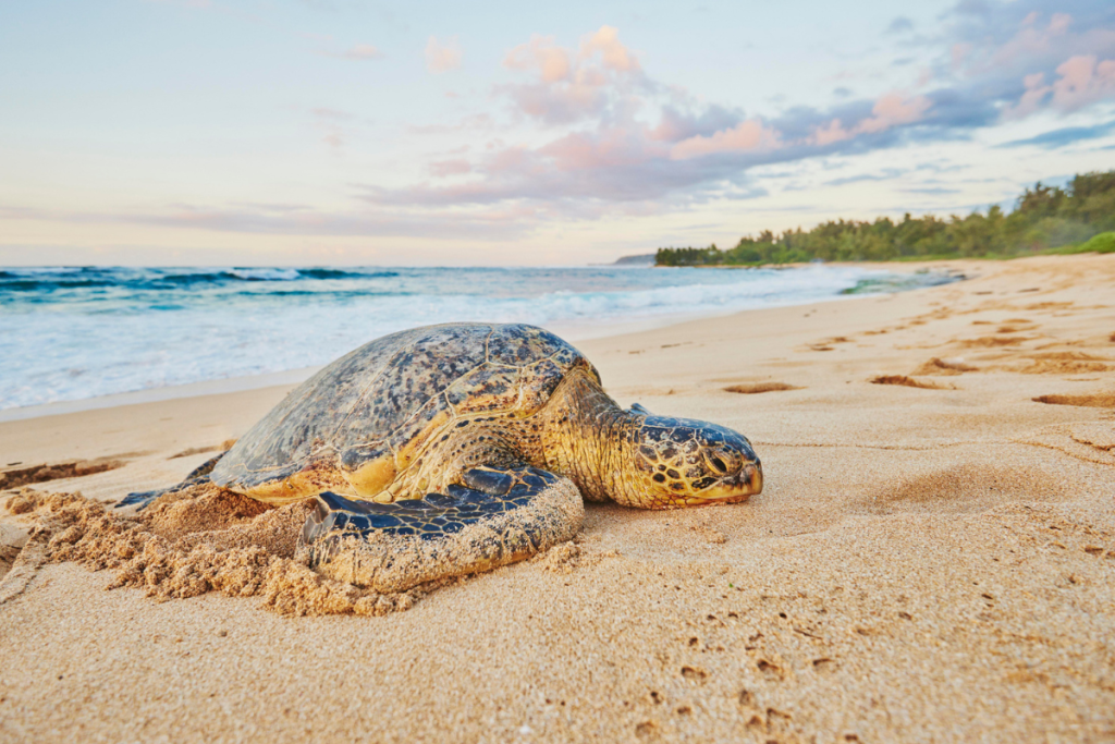 Hawaiianhonu