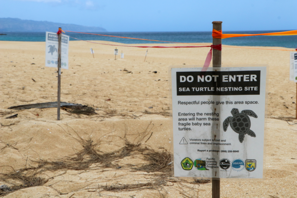Seaturtlenestingseason