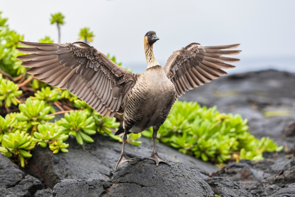 Nenehawaiiangoose